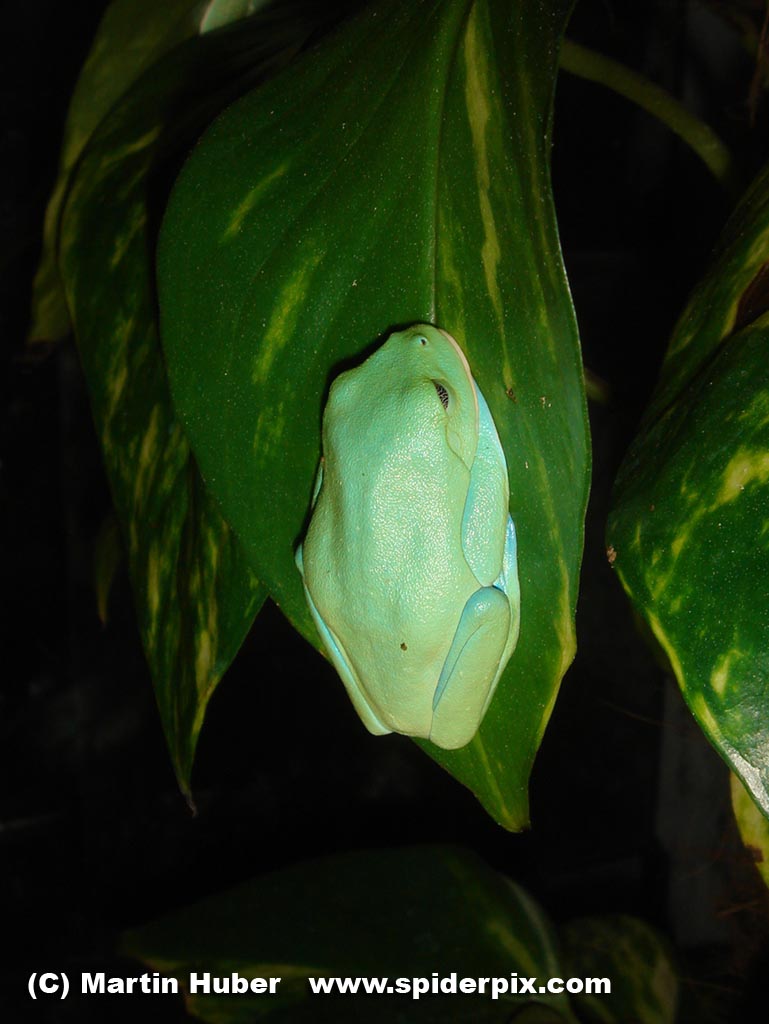 Agalychnis annae Dendroboard